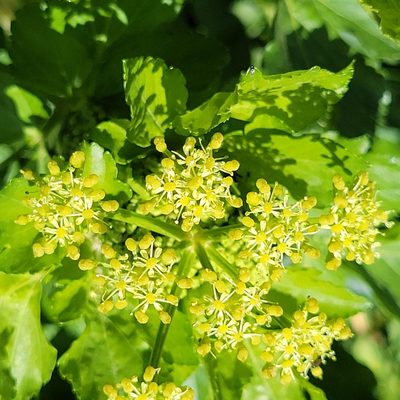 Smyrnium olusatrum, photographed by Matt Pelikan
