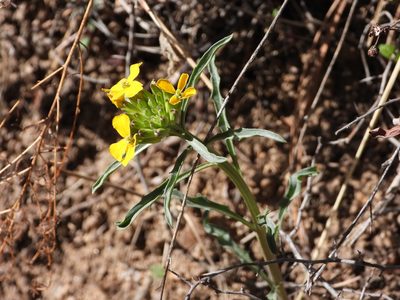 Erysimum capitatum, photographed by Jared Shorma