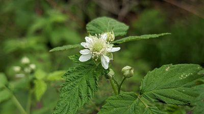 Rubus occidentalis, photographed by john_hall