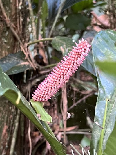 Anthurium consobrinum, photographed by Djibo Zanzot