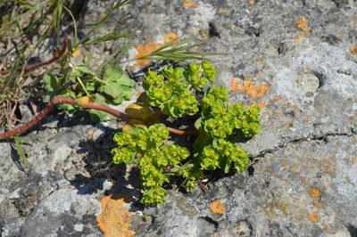 Euphorbia helioscopia, photographed by Ирина Хохрякова