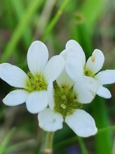 Saxifraga bulbifera, photographed by Daniel Ellehammer Larsen