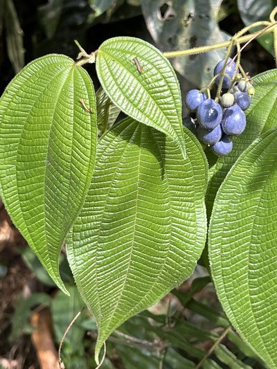 Miconia heteroclita, photographed by Djibo Zanzot