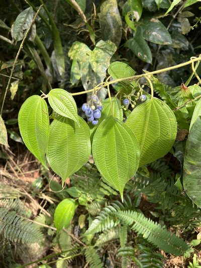 Miconia heteroclita, photographed by Djibo Zanzot