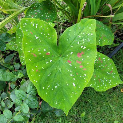 Caladium bicolor, photographed by Maria Janeiro