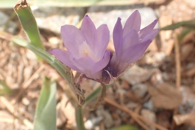 Dichelostemma capitatum, photographed by Steve Woodward