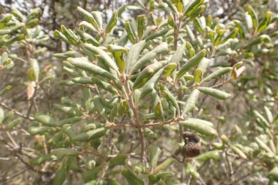 Quercus durata, photographed by Steve Woodward