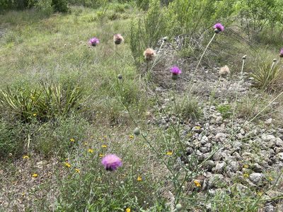 Cirsium texanum, photographed by Clifton Ladd, C.W.B.