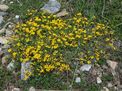 Coronilla minima, photographed by Daniel Cahen