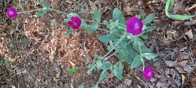 Silene coronaria, photographed by Laura Martin