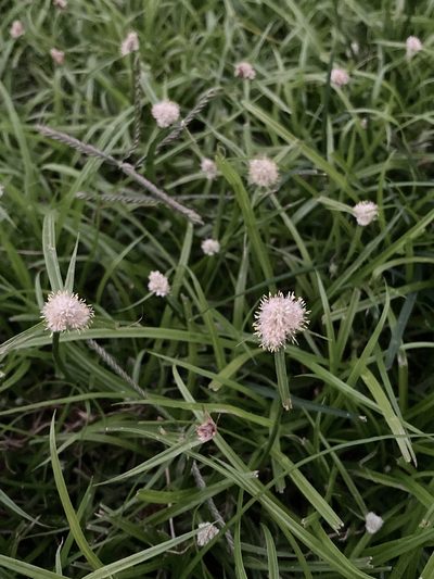 Cyperus richardii, photographed by Jade Fortnash