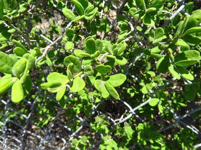 Diospyros texana, photographed by Annika Lindqvist