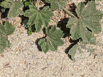 Malva parviflora, photographed by jen
