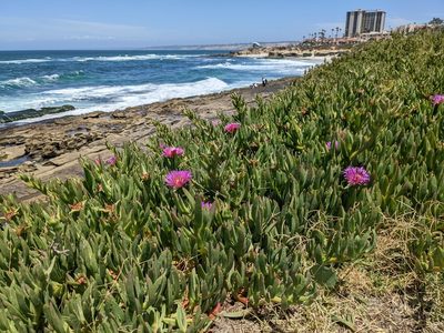 Carpobrotus chilensis, photographed by jen