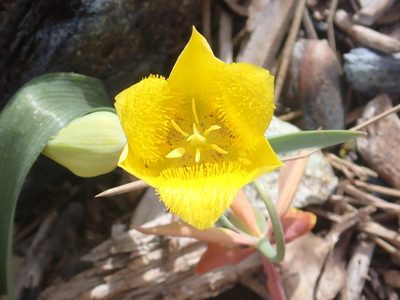 Calochortus monophyllus