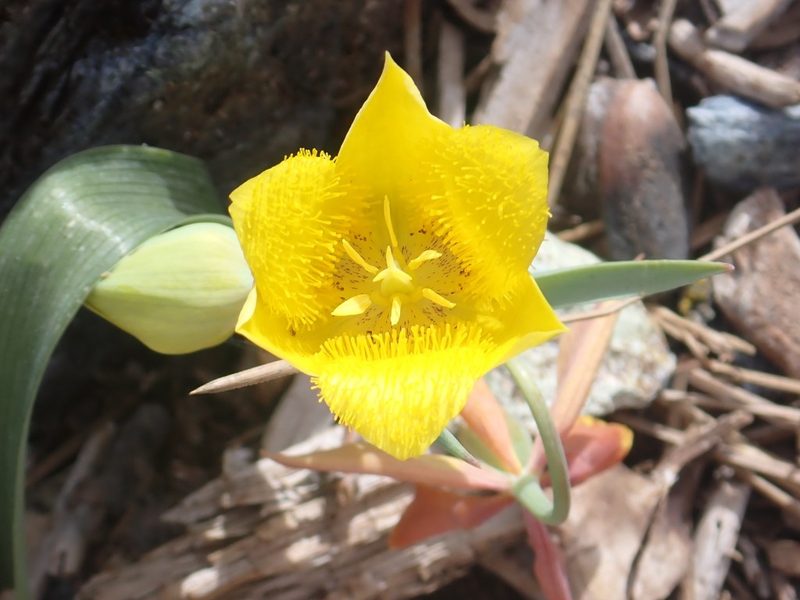 Calochortus monophyllus, photographed by Steve Woodward