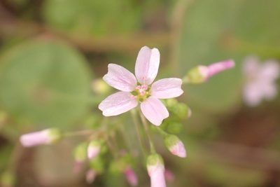 Claytonia parviflora, photographed by Steve Woodward