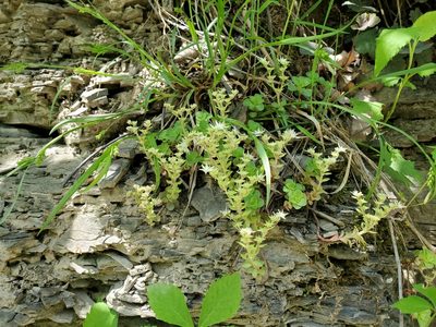 Sedum ternatum, photographed by Craig Martin