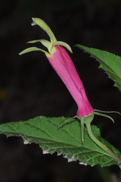 Siphocampylus orbignianus, photographed by aacocucci
