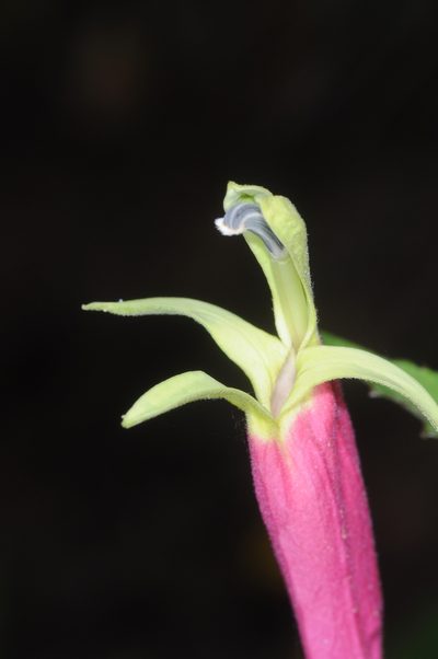 Siphocampylus orbignianus, photographed by aacocucci