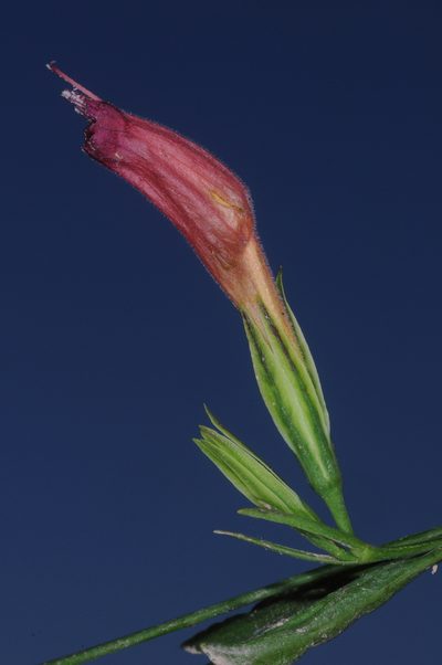 Ruellia longipedunculata, photographed by aacocucci