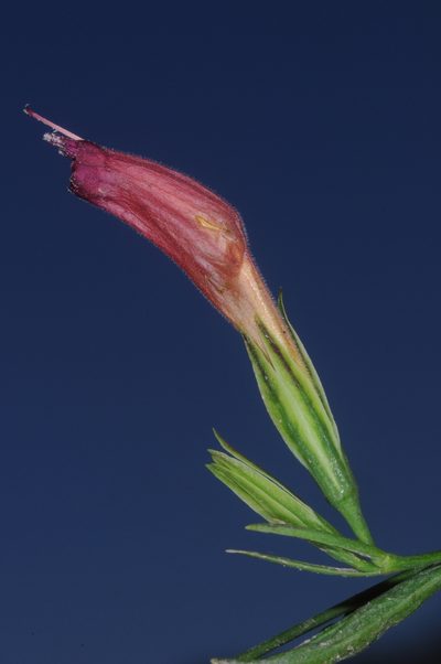 Ruellia longipedunculata, photographed by aacocucci