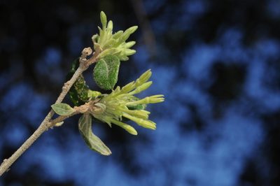 Cestrum strigilatum, photographed by aacocucci