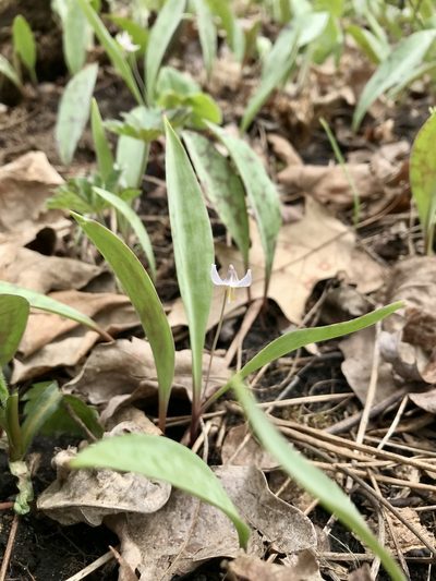 Erythronium propullans, photographed by Rose Zappa