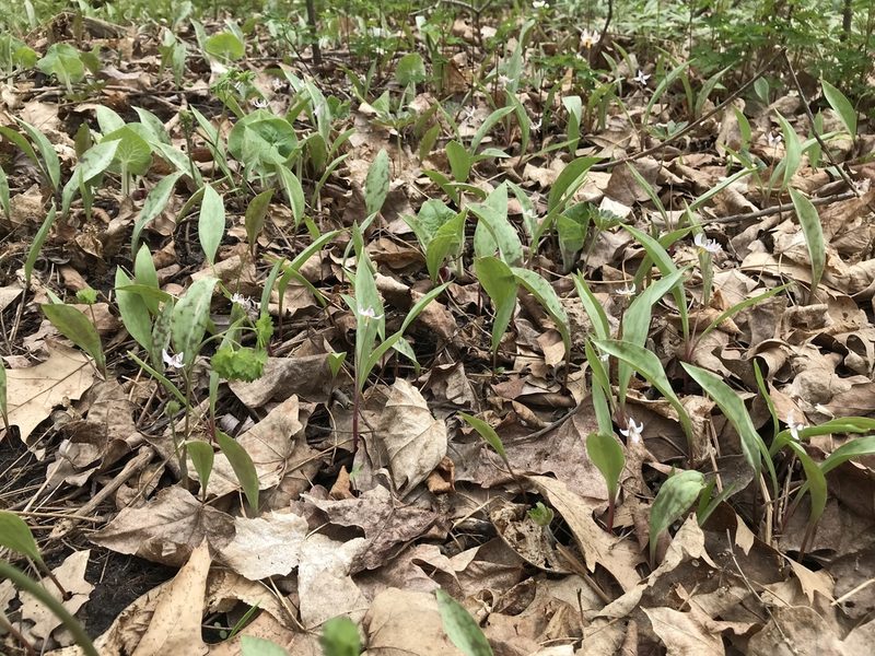 Erythronium propullans, photographed by Rose Zappa