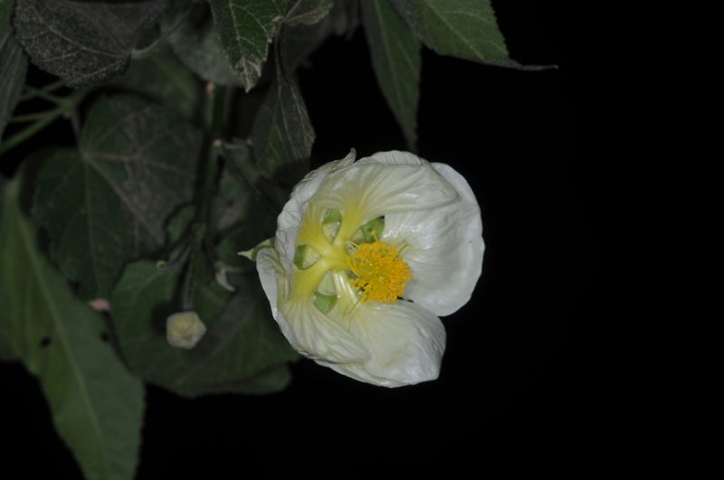 Callianthe nivea, photographed by aacocucci