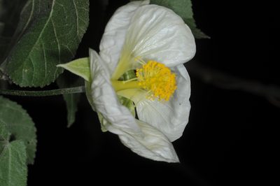 Callianthe nivea, photographed by aacocucci
