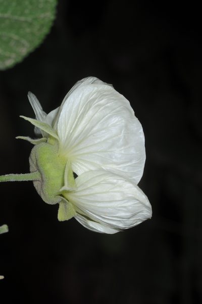 Callianthe nivea, photographed by aacocucci