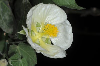 Callianthe nivea, photographed by aacocucci