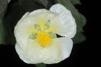 Callianthe nivea, photographed by aacocucci