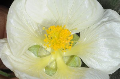 Callianthe nivea, photographed by aacocucci