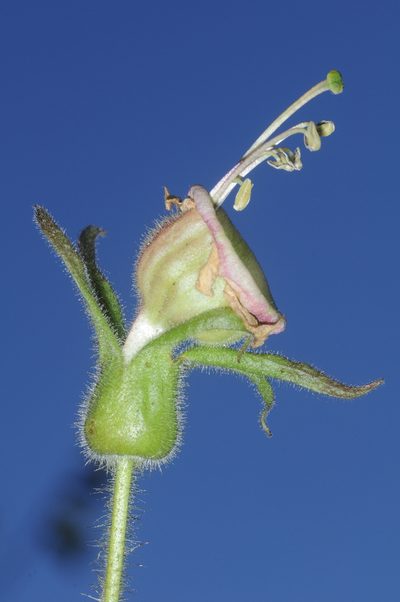 Nicotiana otophora, photographed by aacocucci