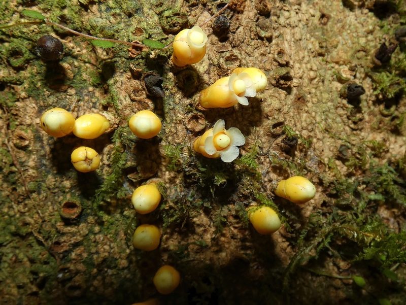 Apodanthes caseariae, photographed by Kai Squires