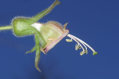 Nicotiana otophora, photographed by aacocucci