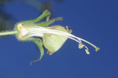 Nicotiana otophora, photographed by aacocucci