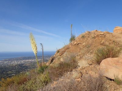 Hesperoyucca whipplei, photographed by George Williams
