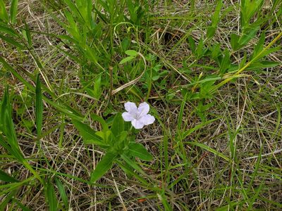 Ruellia humilis, photographed by Samuel A Schmid, PhD, PWS