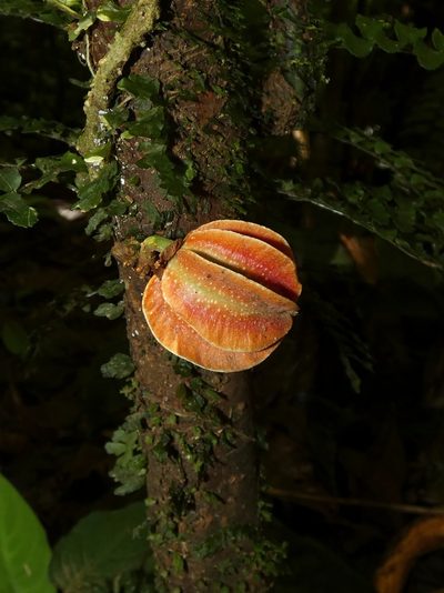 Carpotroche platyptera, photographed by Kai Squires