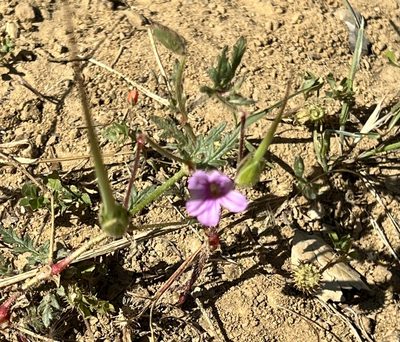 Erodium botrys, photographed by Chuck Wilson