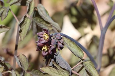 Caulophyllum giganteum, photographed by Jake McCumber