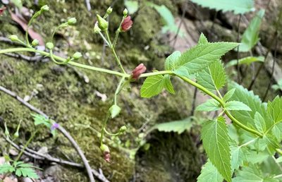 Scrophularia californica, photographed by Chuck Wilson