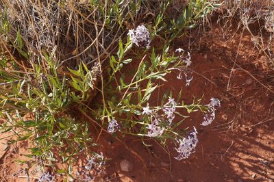 Amsonia tomentosa