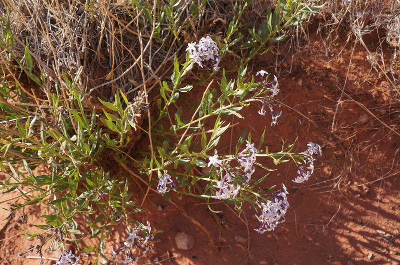 Amsonia tomentosa, photographed by Henggang Cui