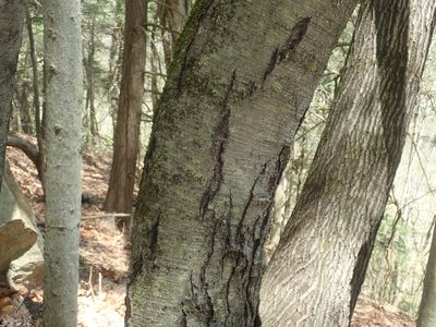 Betula lenta, photographed by Lynn Harper