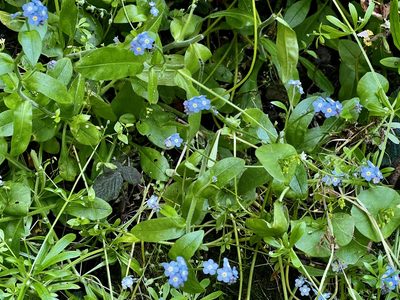 Myosotis latifolia, photographed by Chuck Wilson