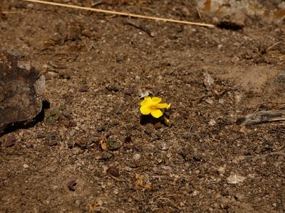 Oxalis perdicaria, photographed by Lincayaren Trujillo Olivares